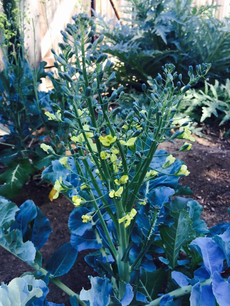 broccoli @ DisplacedHousewife's Big Pimpin' Garden o' Fun