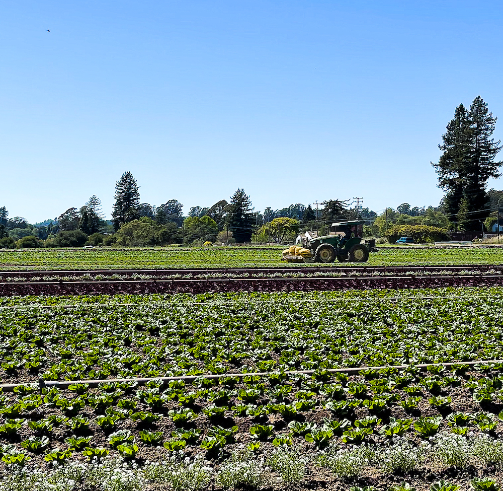 Photo of a produce field with a tractor that sucks up bugs to keep the farm organic