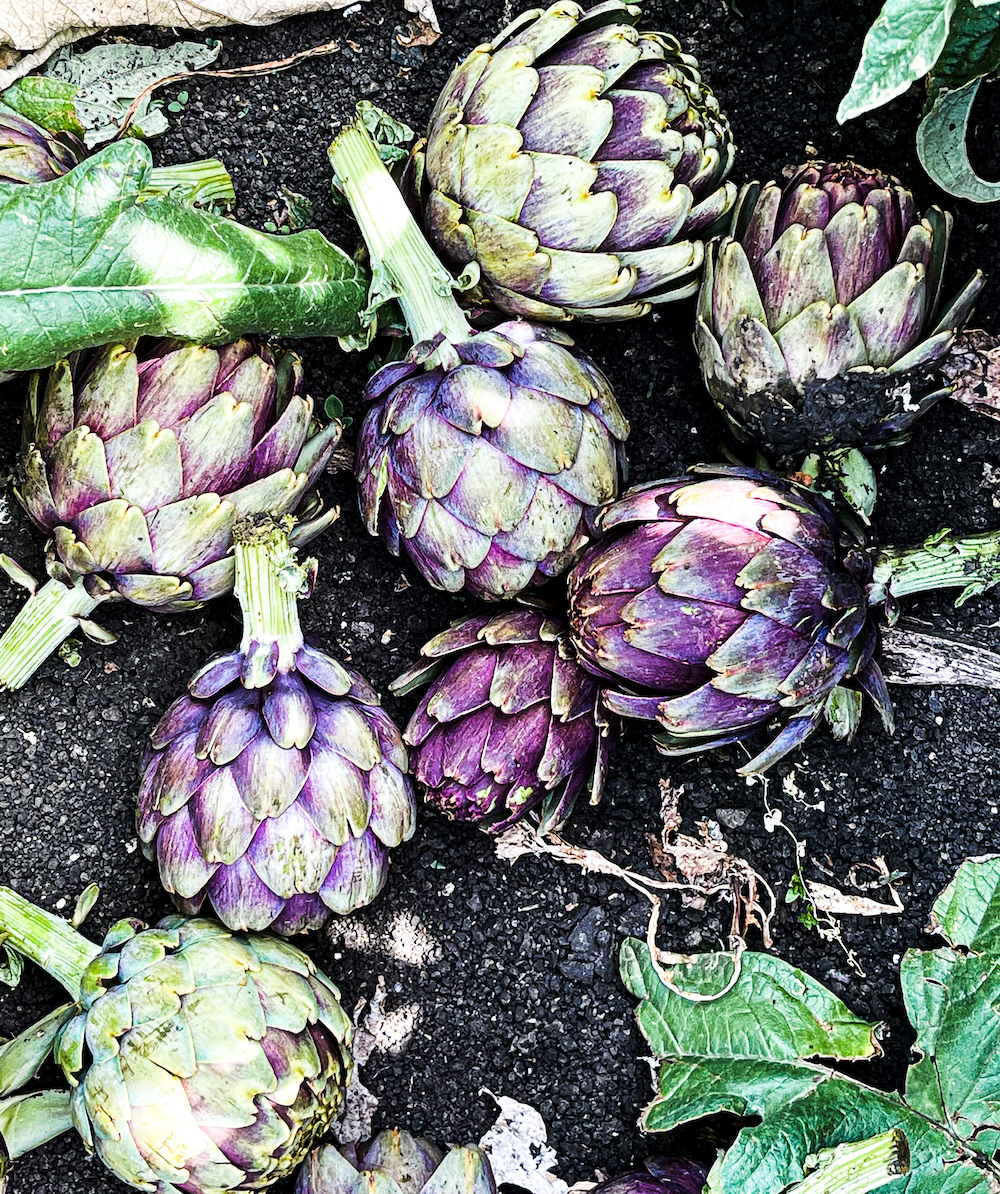 Purple and green artichokes laying  in the dirt